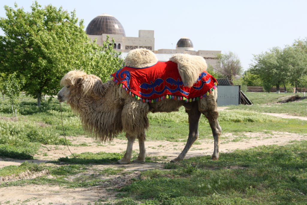 カザフスタンのラクダ