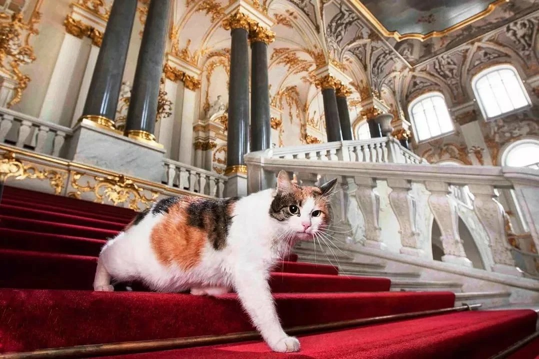 1年に1回のチャンス、エルミタージュの猫に会える | 株式会社ロシア 