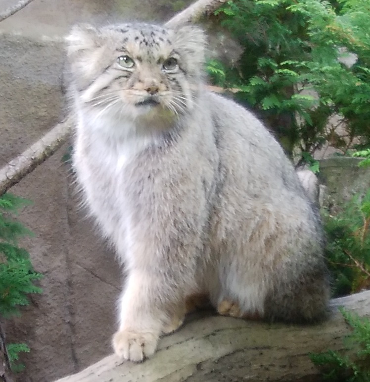 マヌルネコ | 株式会社ロシア旅行社